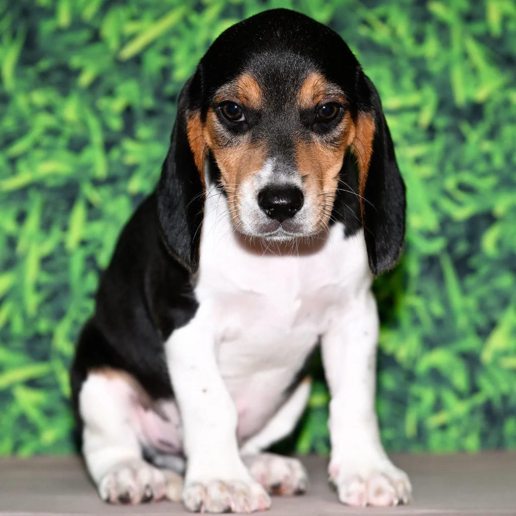 Cecil puppy images