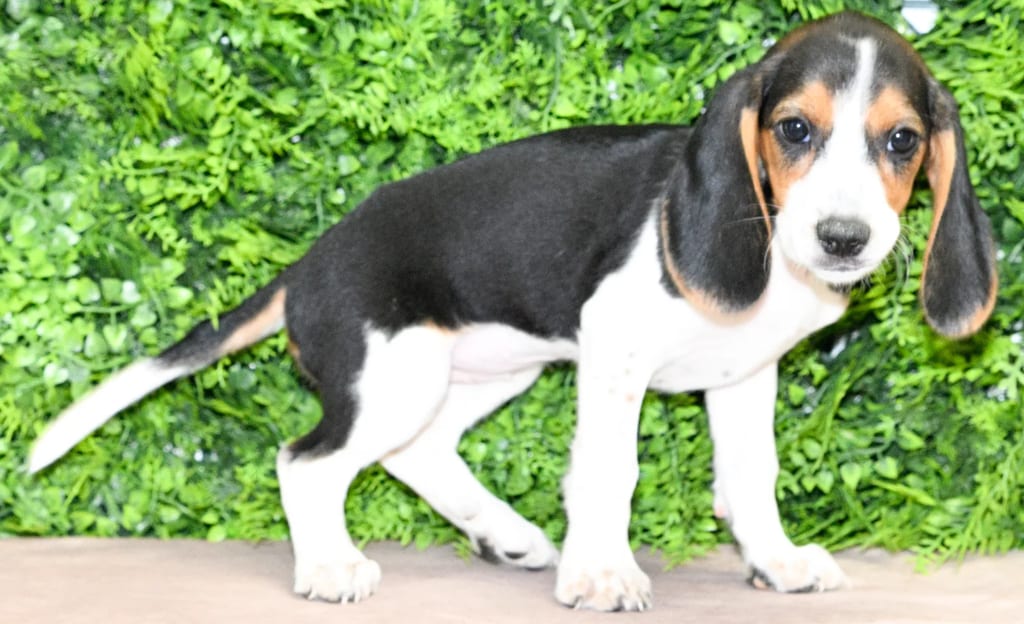 Basil puppy images