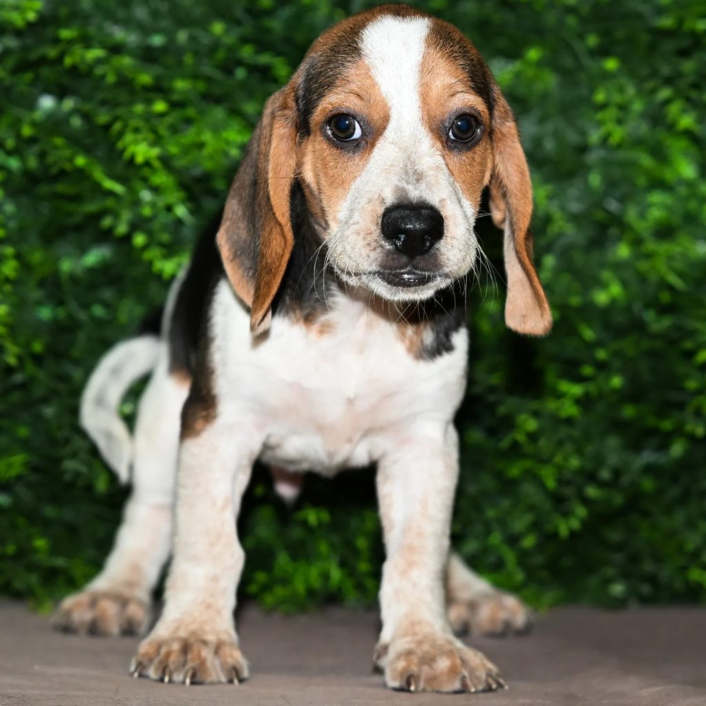 Romeo puppy images