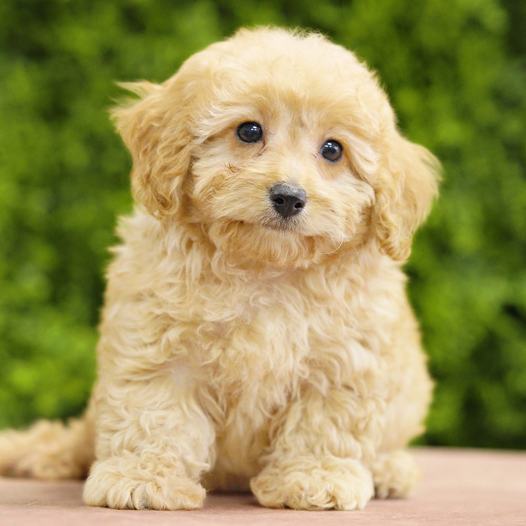 Tilly puppy images