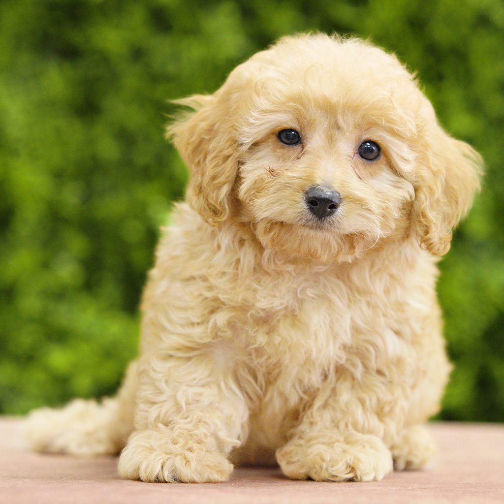 Tilly puppy images