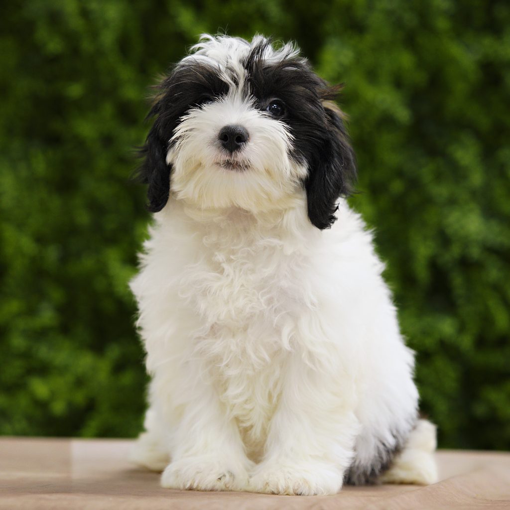 Wren puppy images