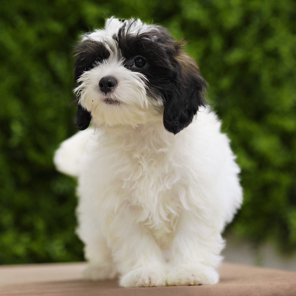 Wren puppy images