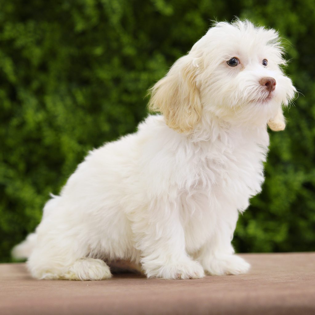 Cosmo puppy images