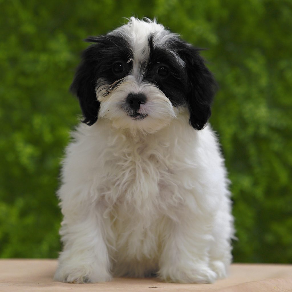 Jellybean puppy images