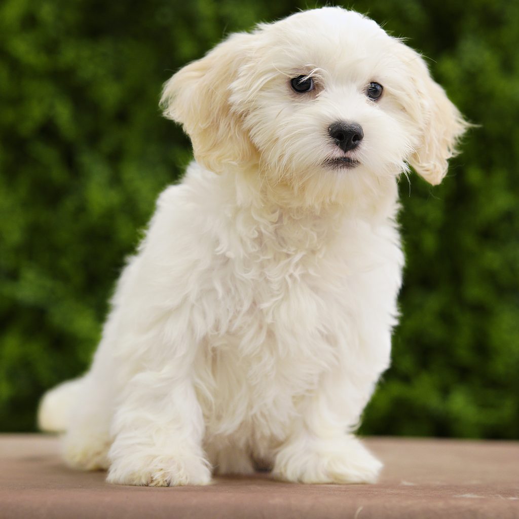 Seren puppy images