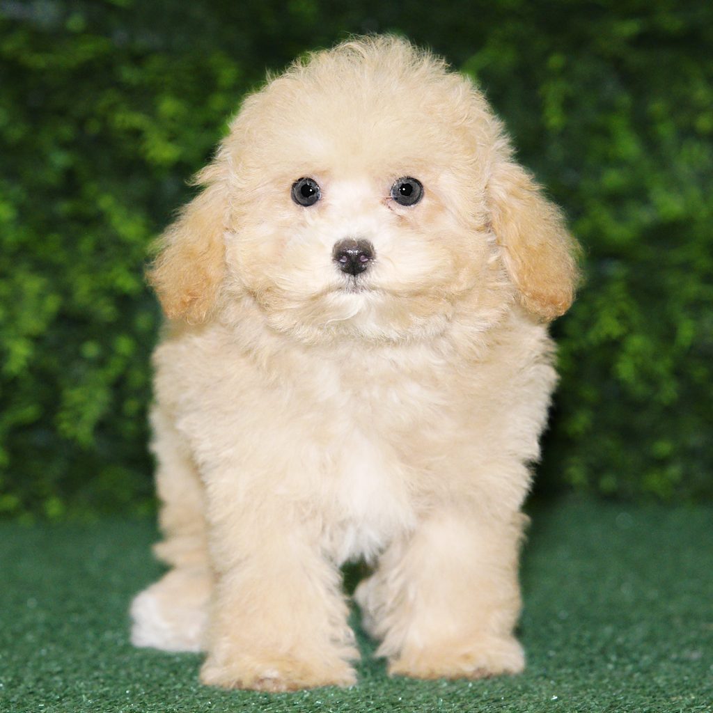 Carmela puppy images
