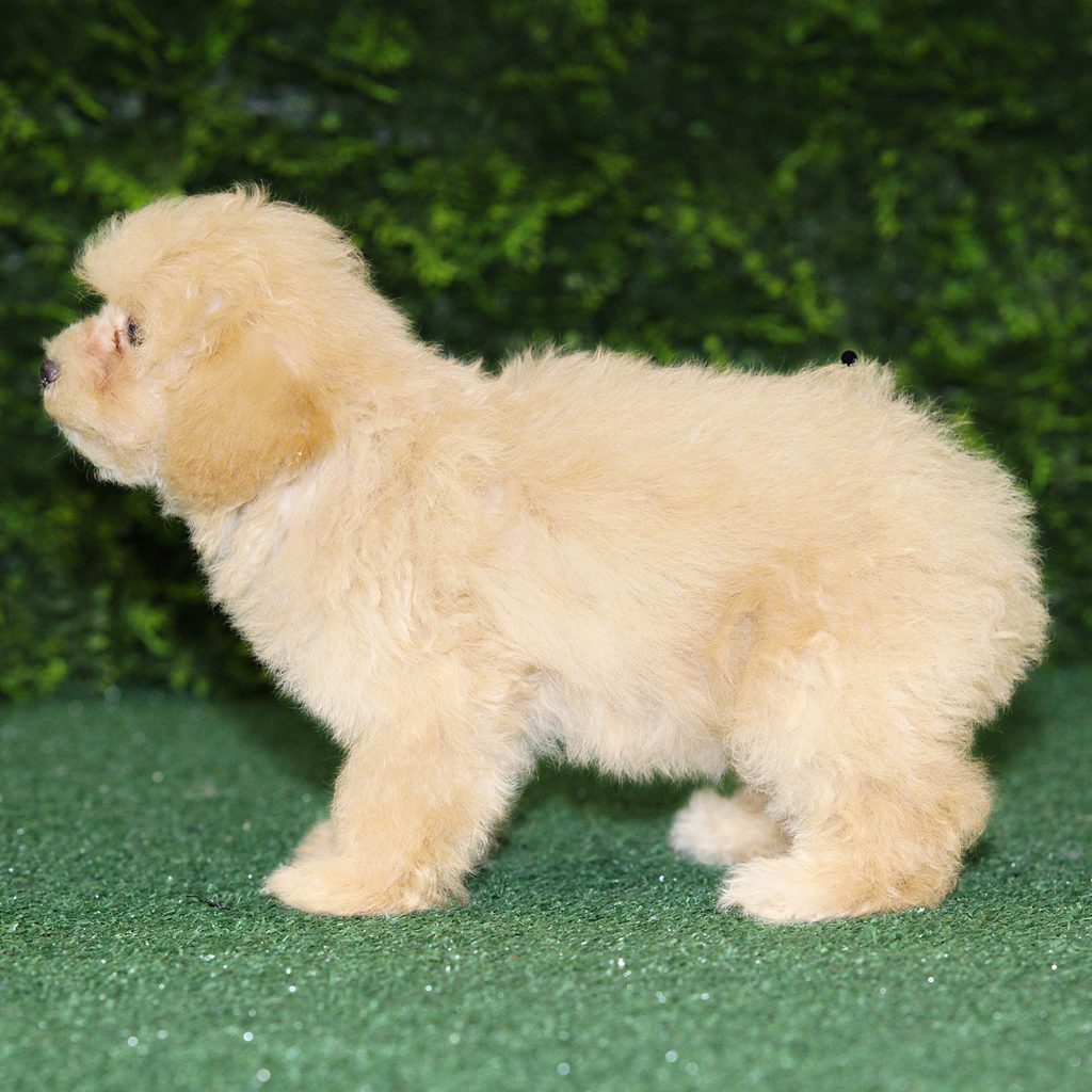 Carmela puppy images