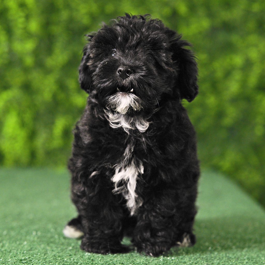 Rylie puppy images