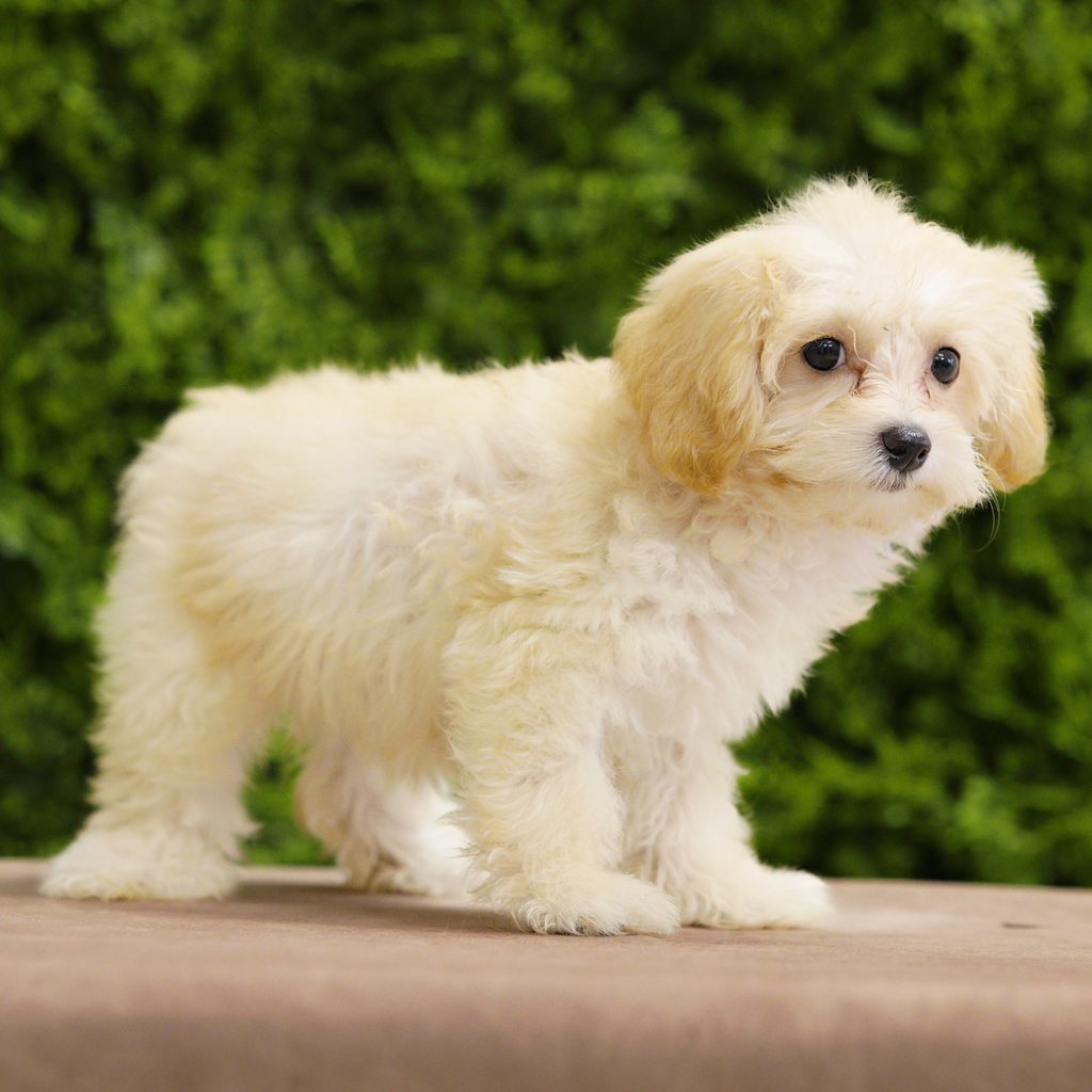 Demi puppy images