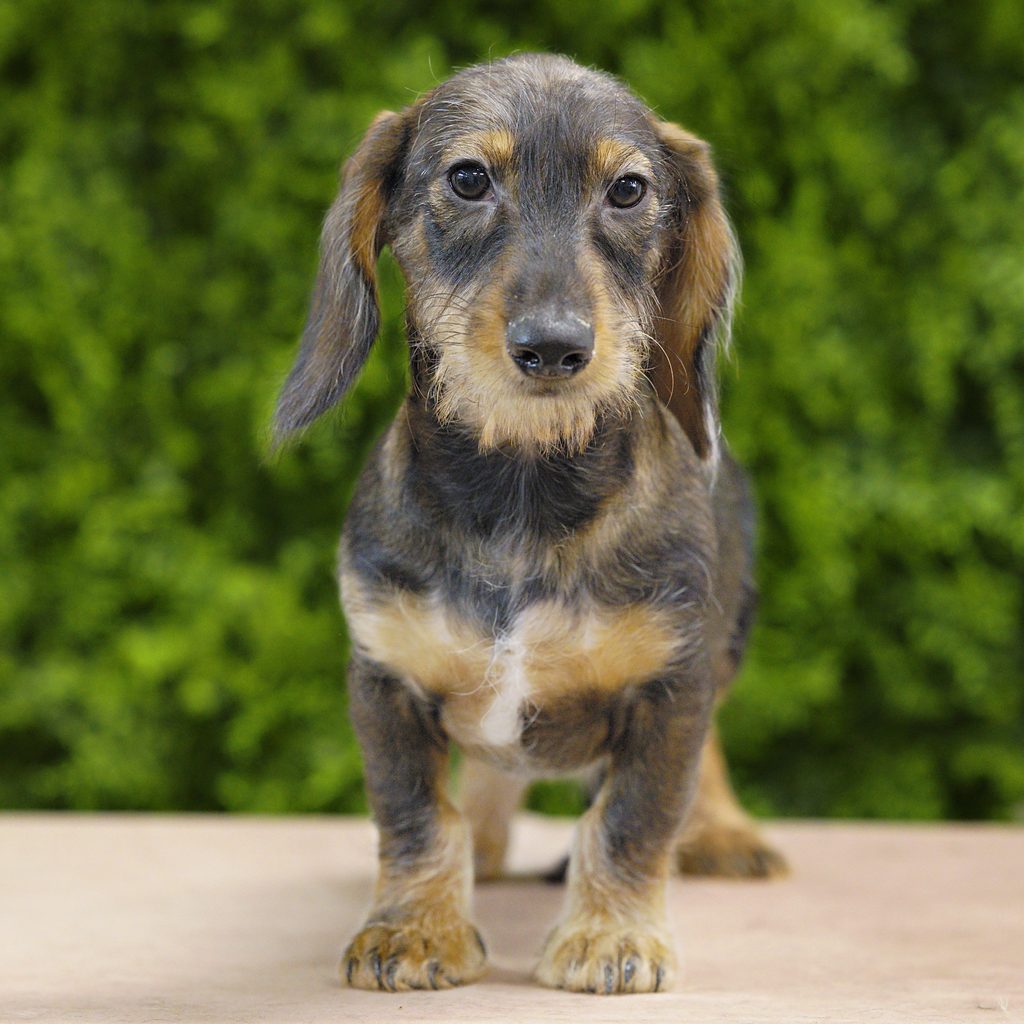 Harrison puppy images
