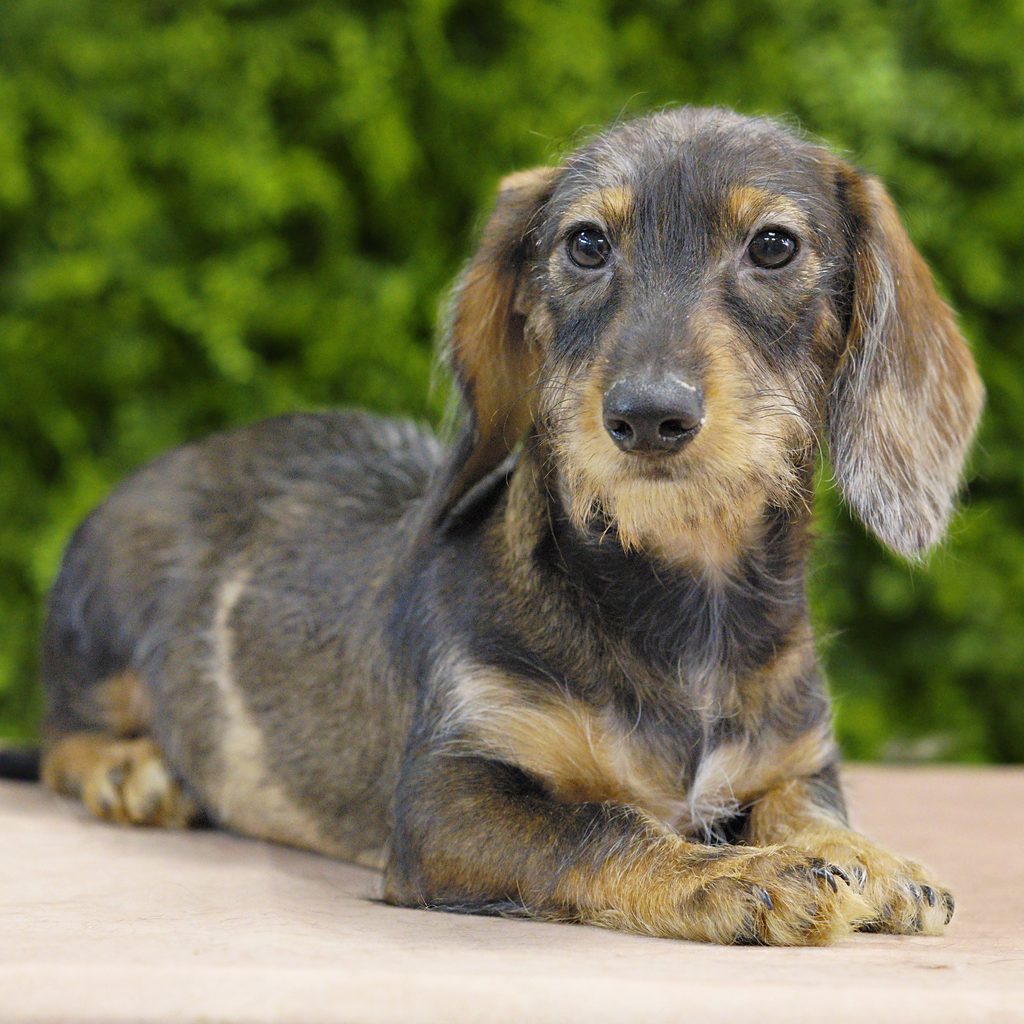 Harrison puppy images