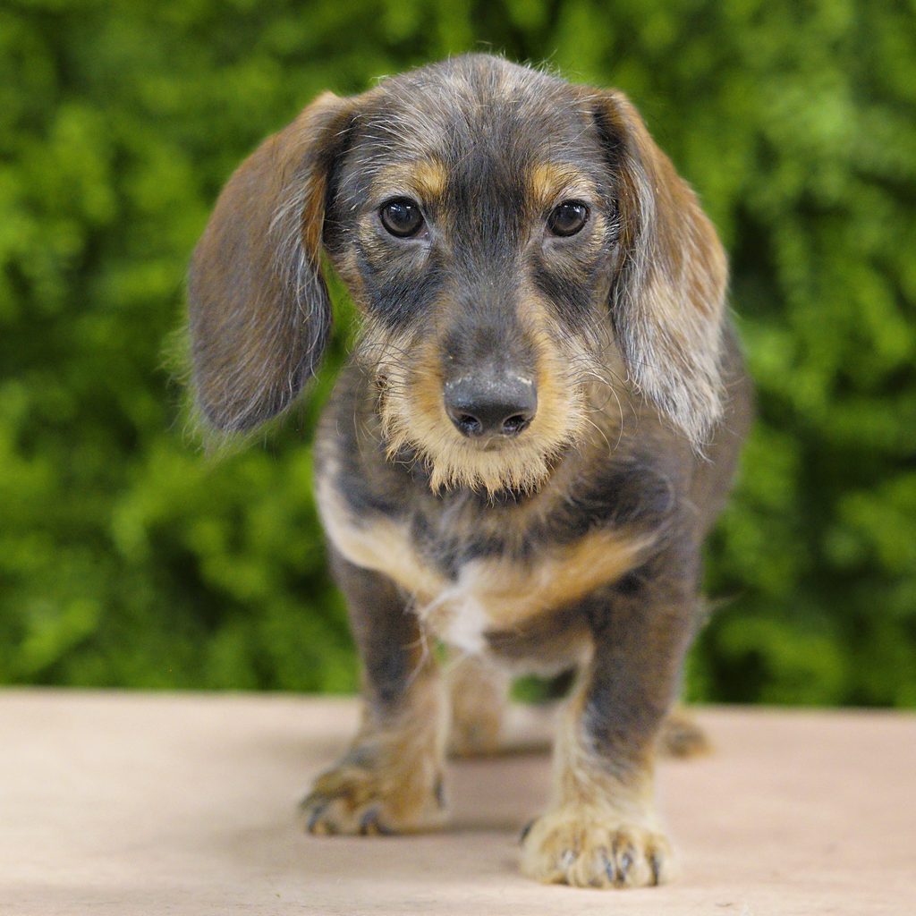 Harrison puppy images