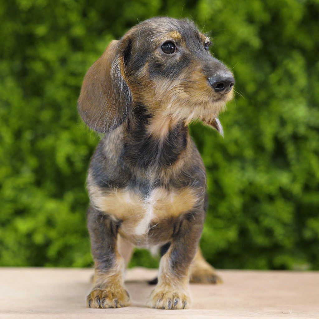 Harrison puppy images