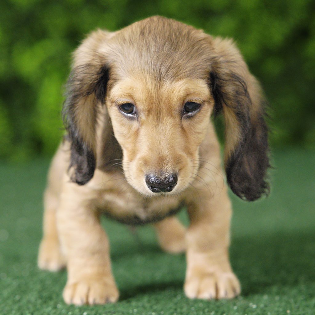 Ruger puppy images