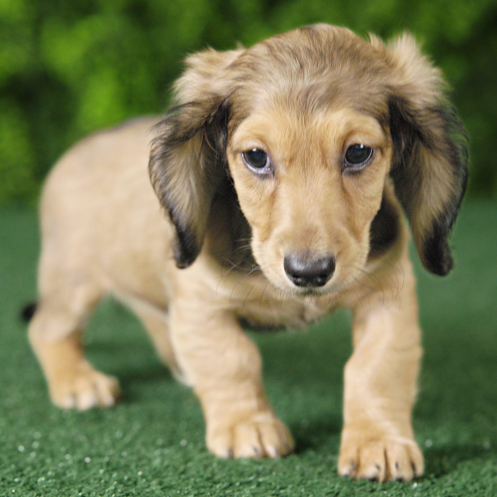 Ruger puppy images
