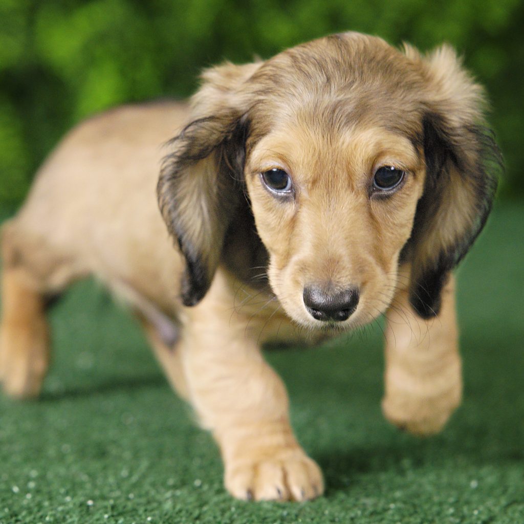 Ruger puppy images