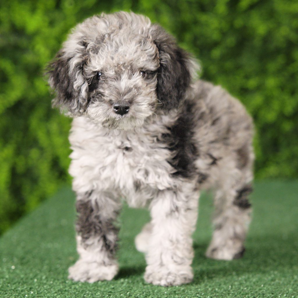 Molly puppy images