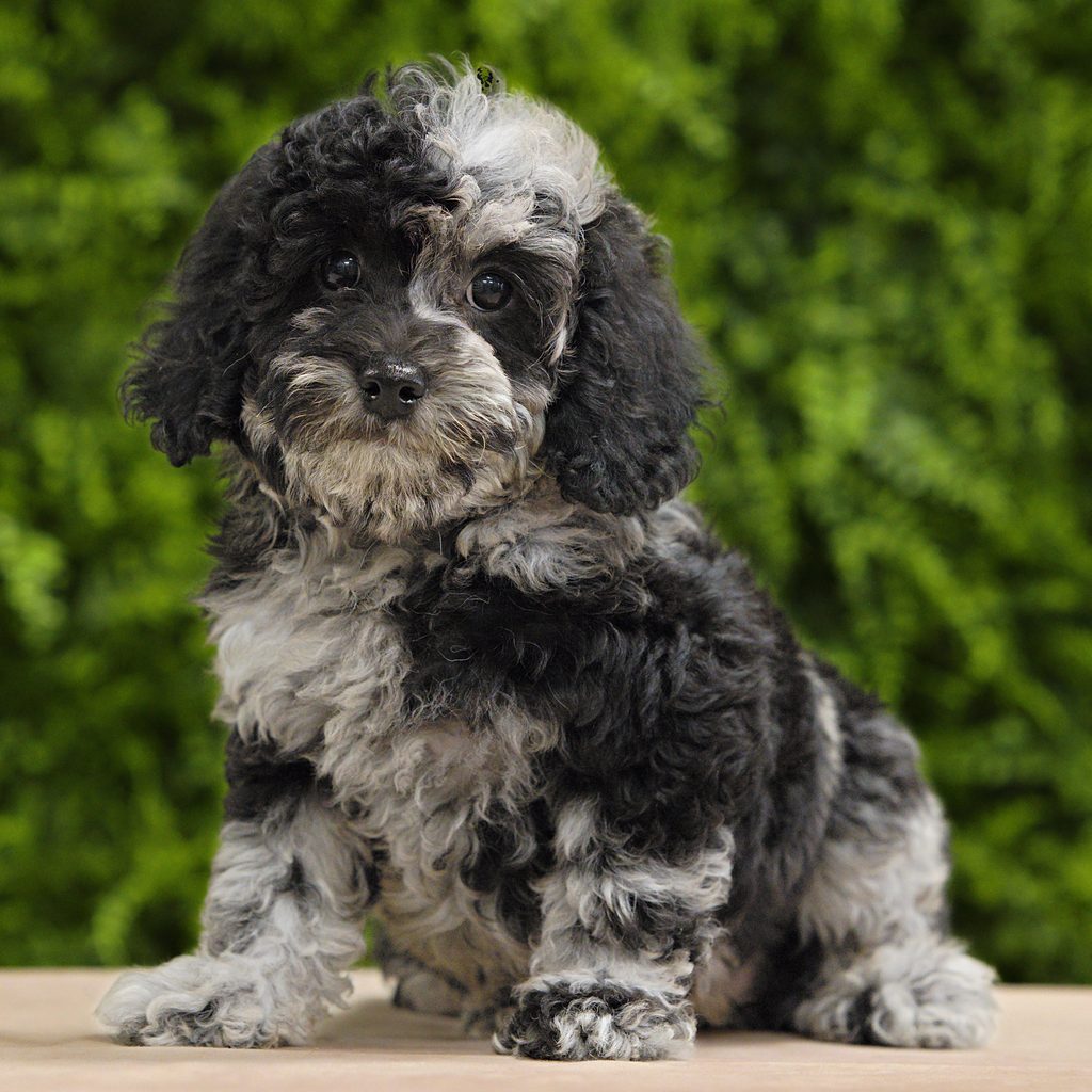 Darla puppy images