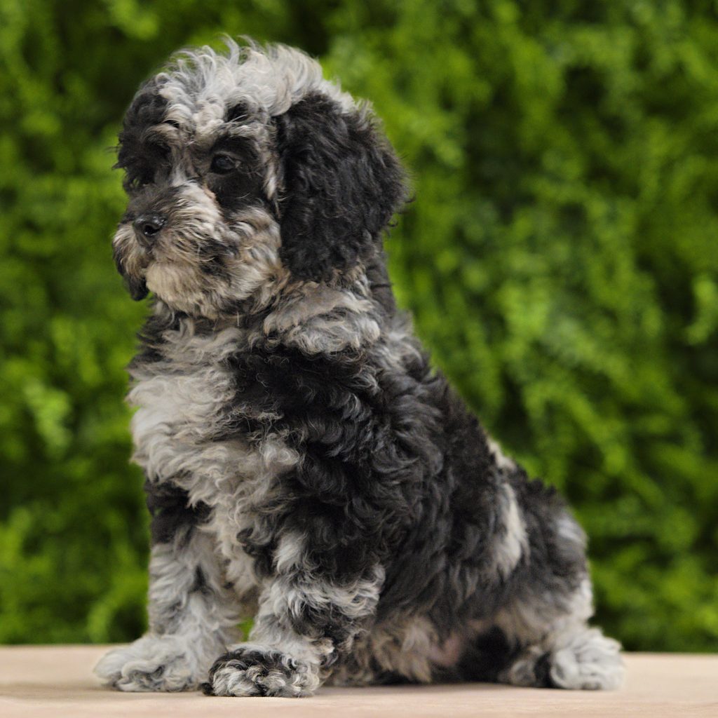 Darla puppy images