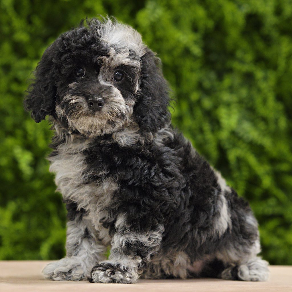 Darla puppy images