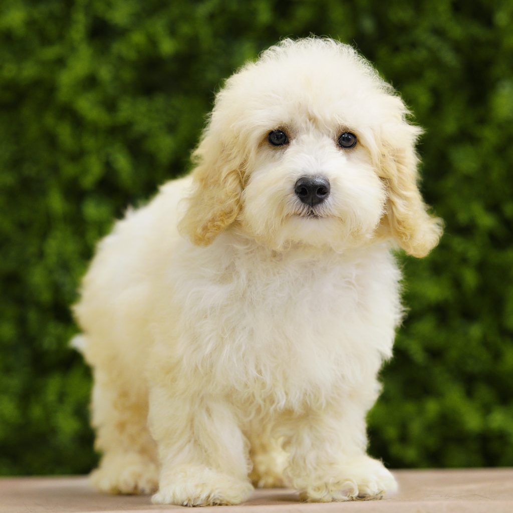 Nico puppy images