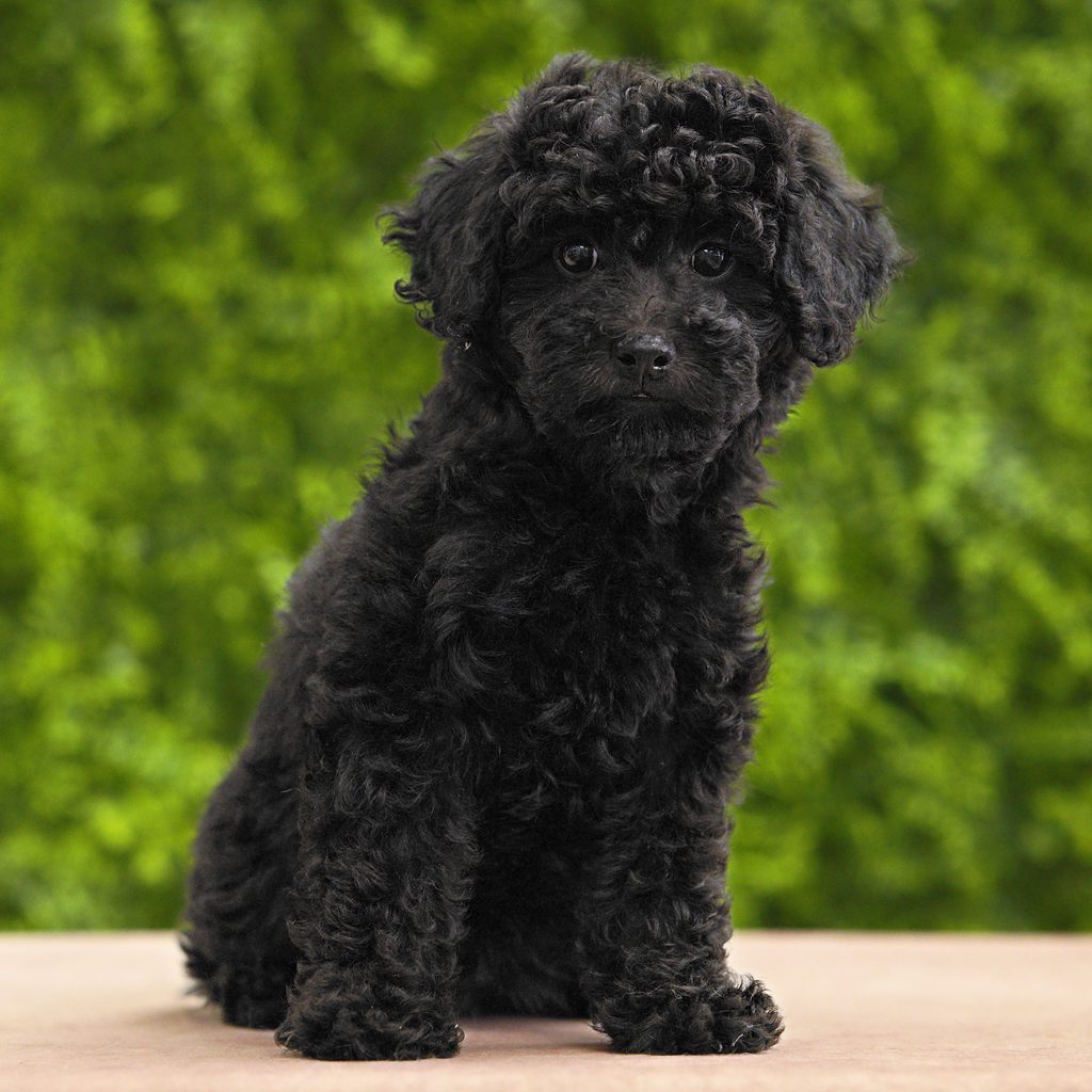 Kallie puppy images