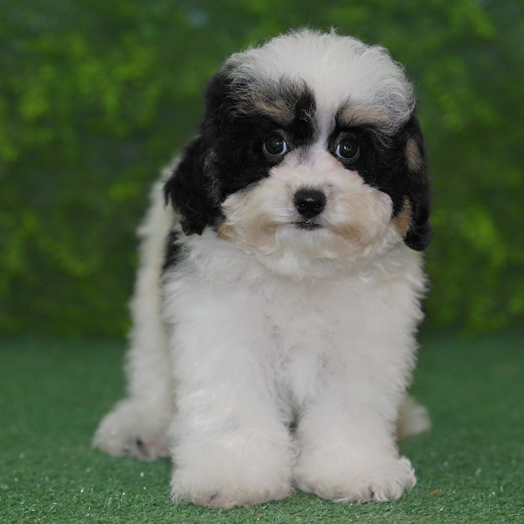 Ivan puppy images