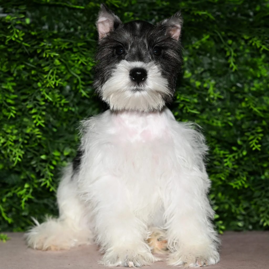 Morris puppy images