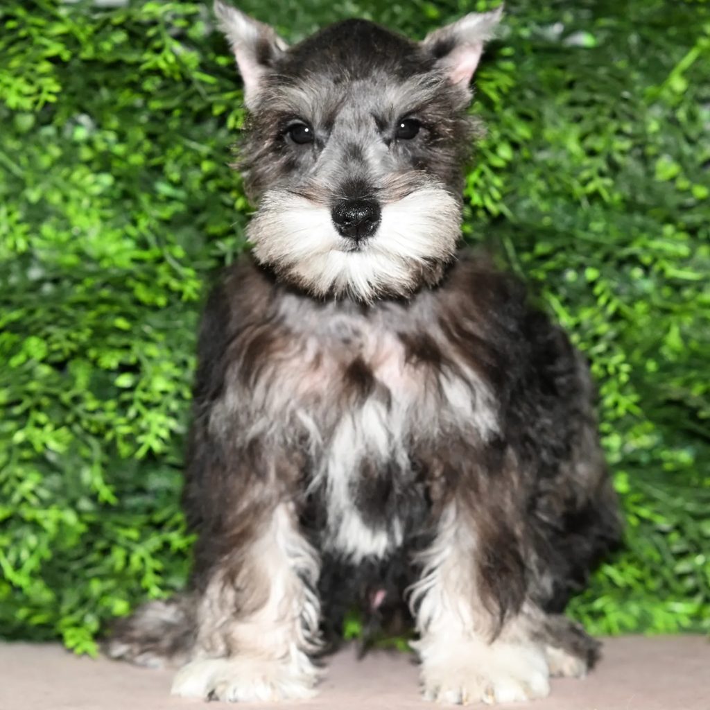 Grover puppy images