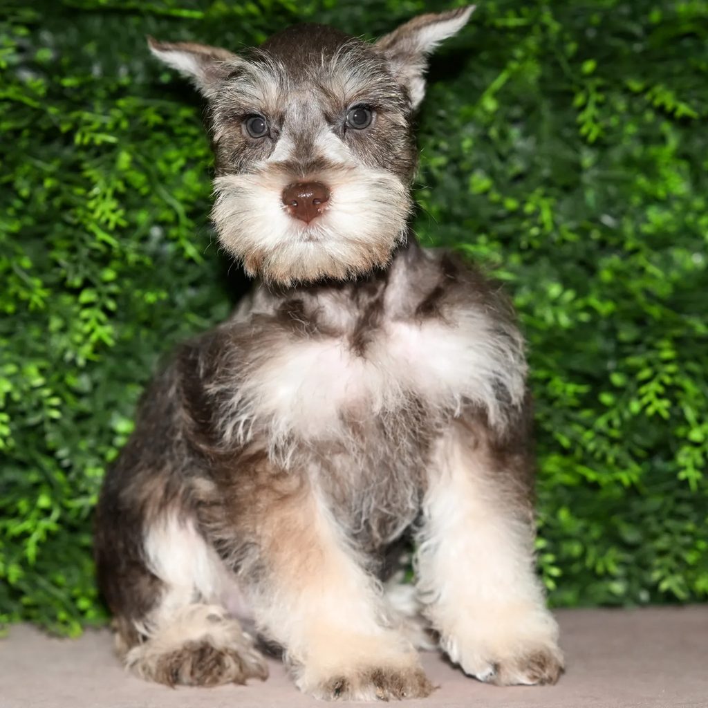 Sammy puppy images