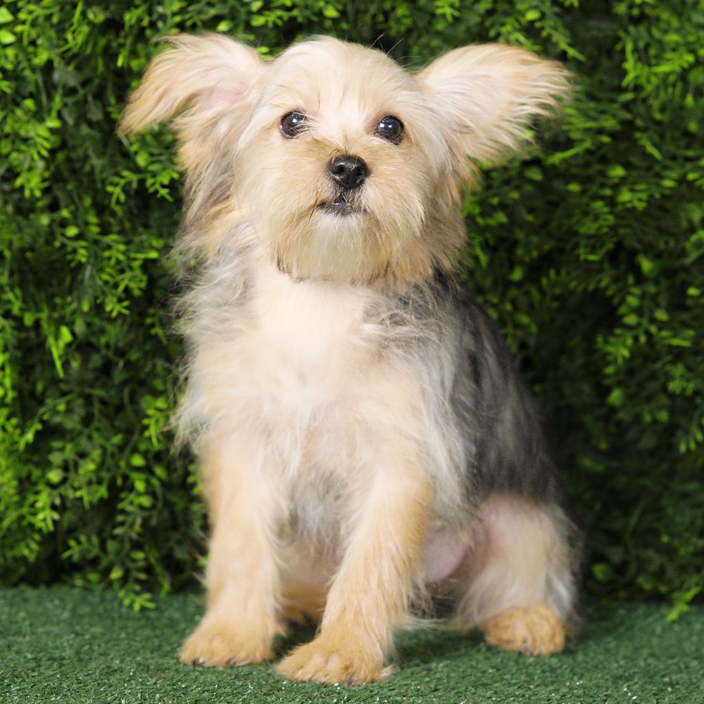 Betty puppy images