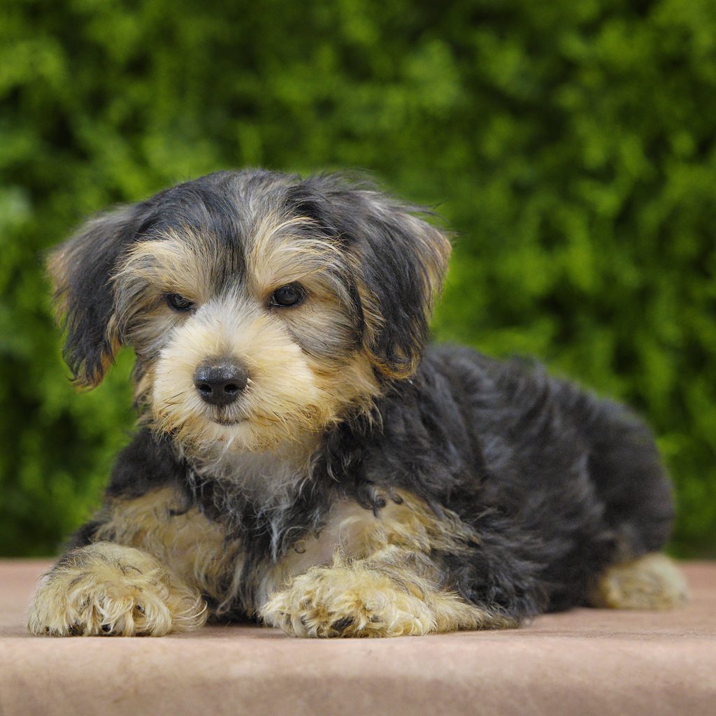 Eliot puppy images