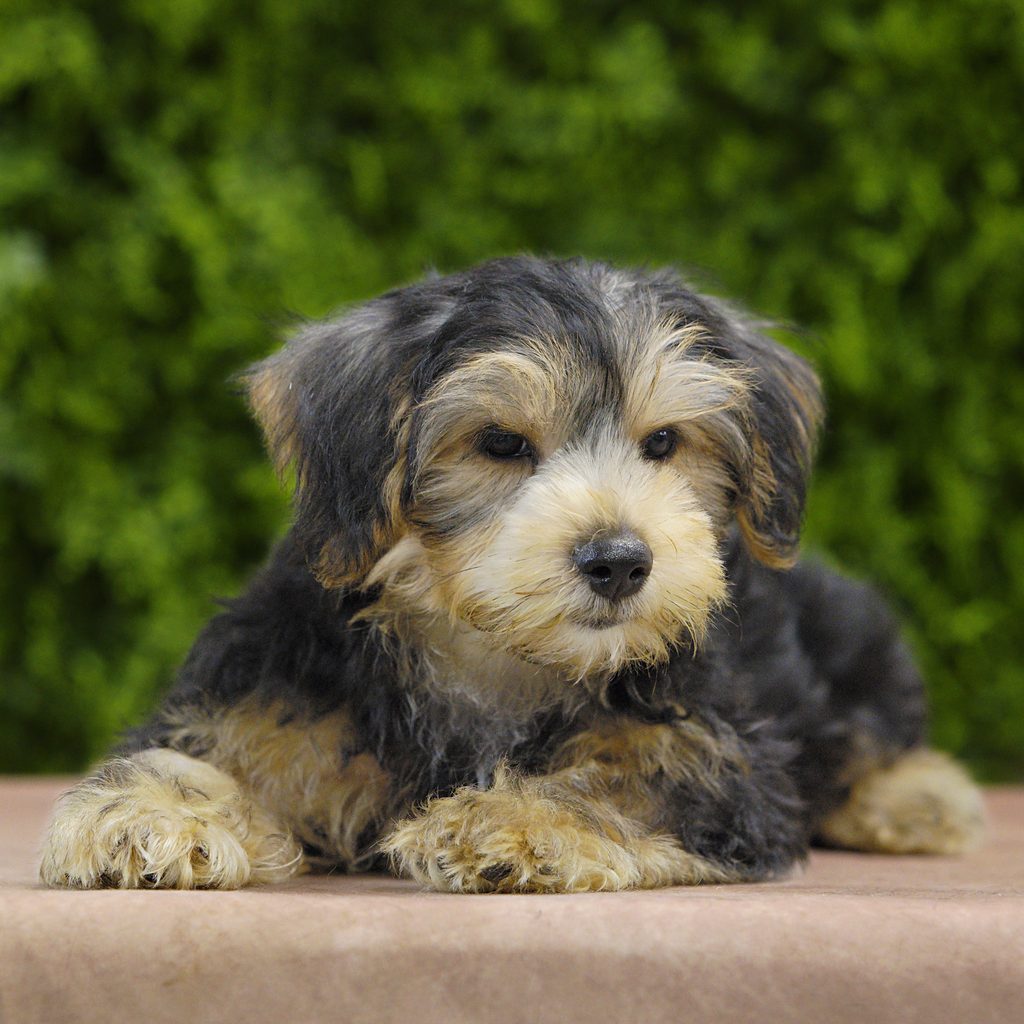 Eliot puppy images