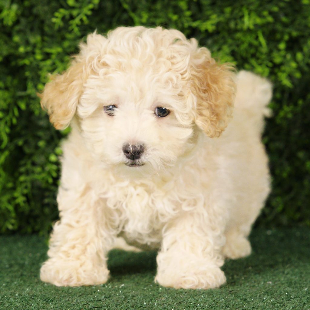 Sparky puppy images