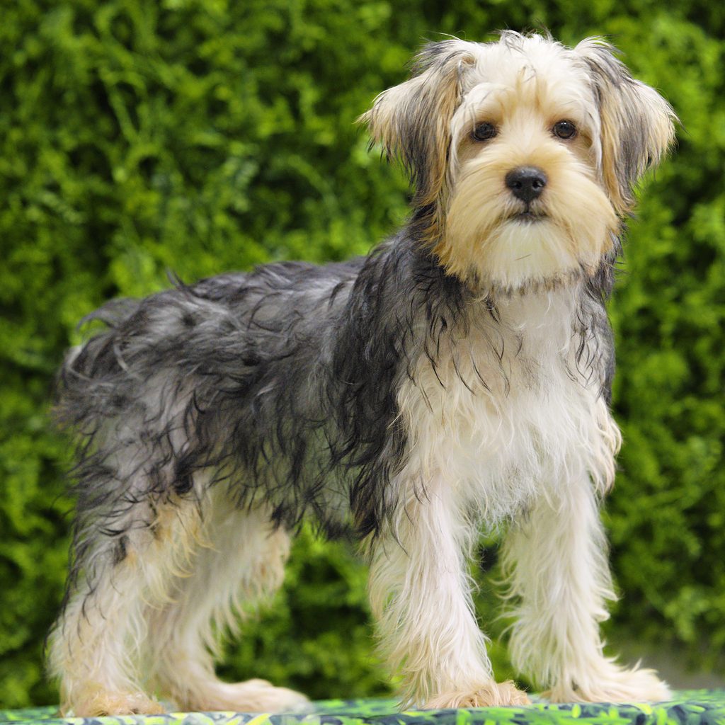 Fang puppy images