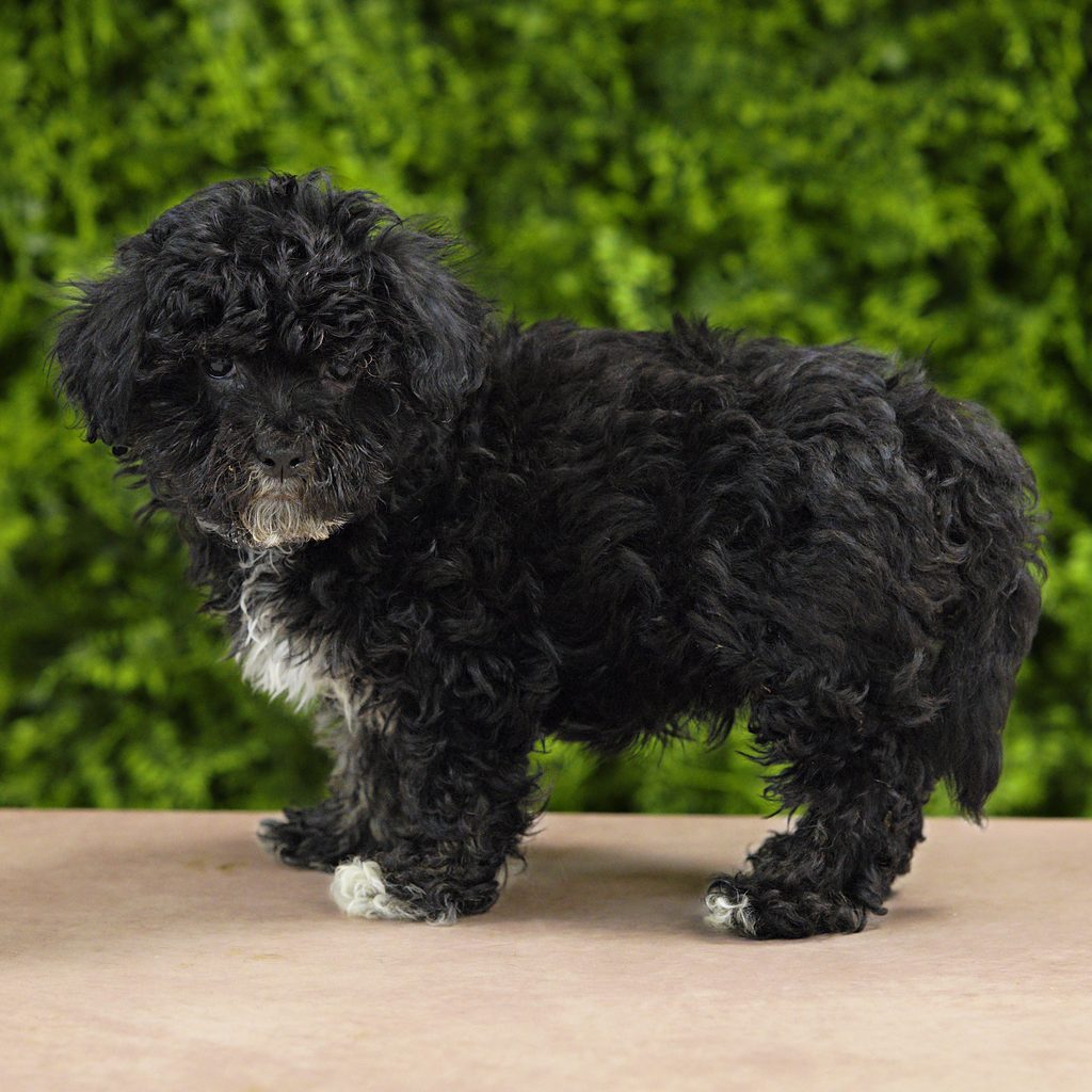 Hoss puppy images