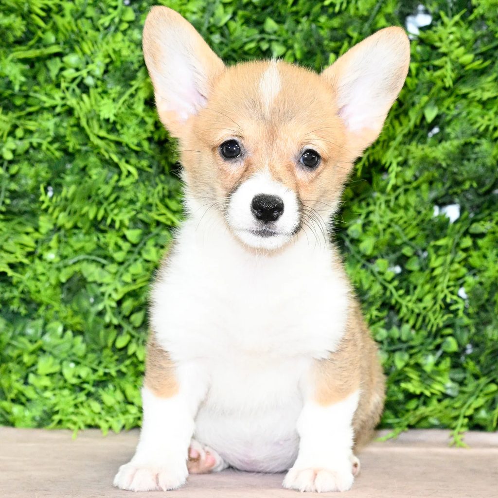 Gigi puppy images