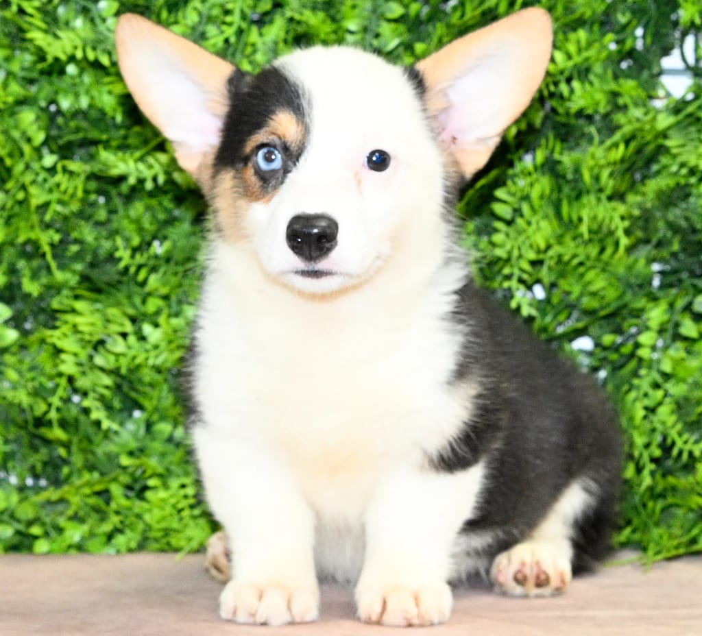 Ali puppy images