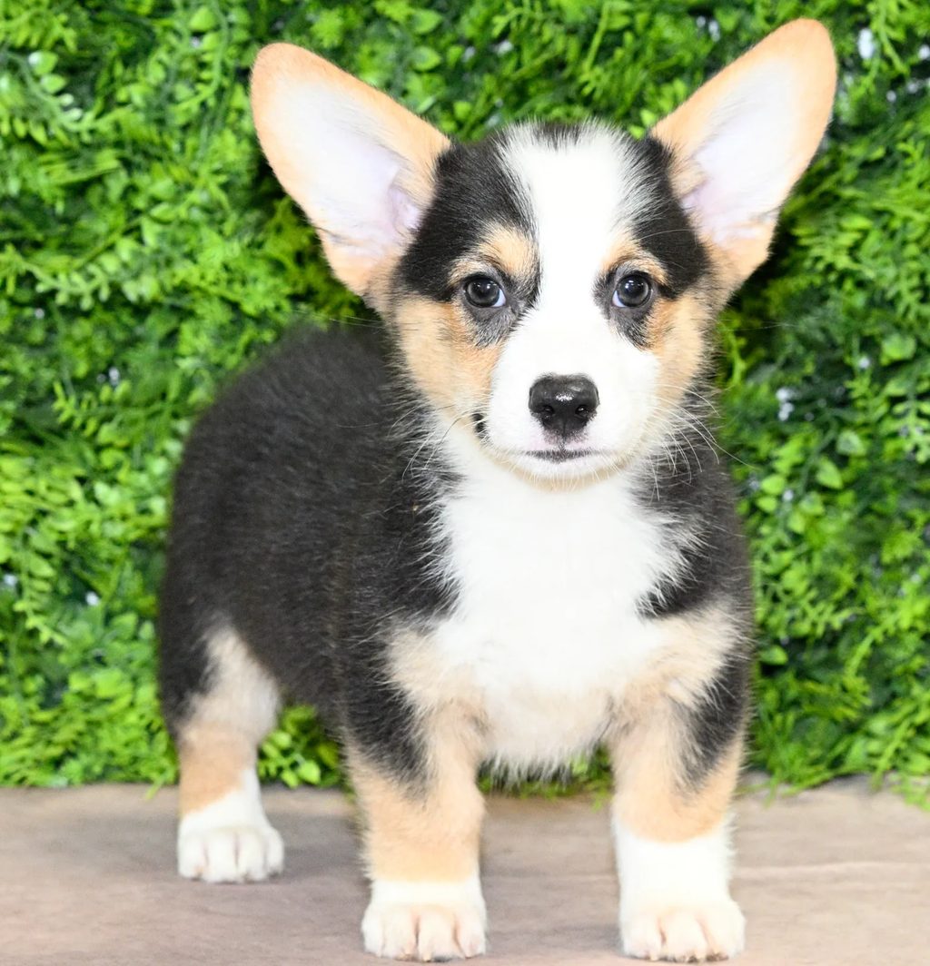 Hilton puppy images