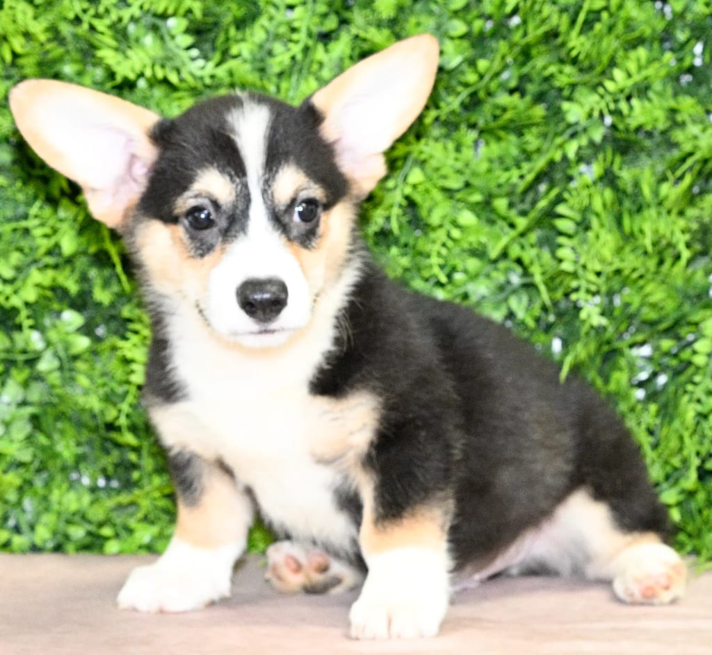 Porter puppy images