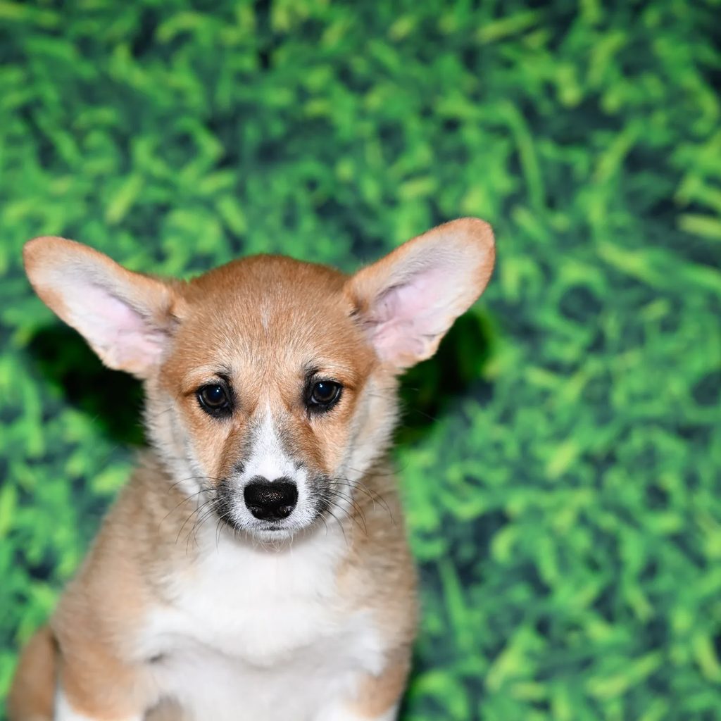 Georgia puppy images
