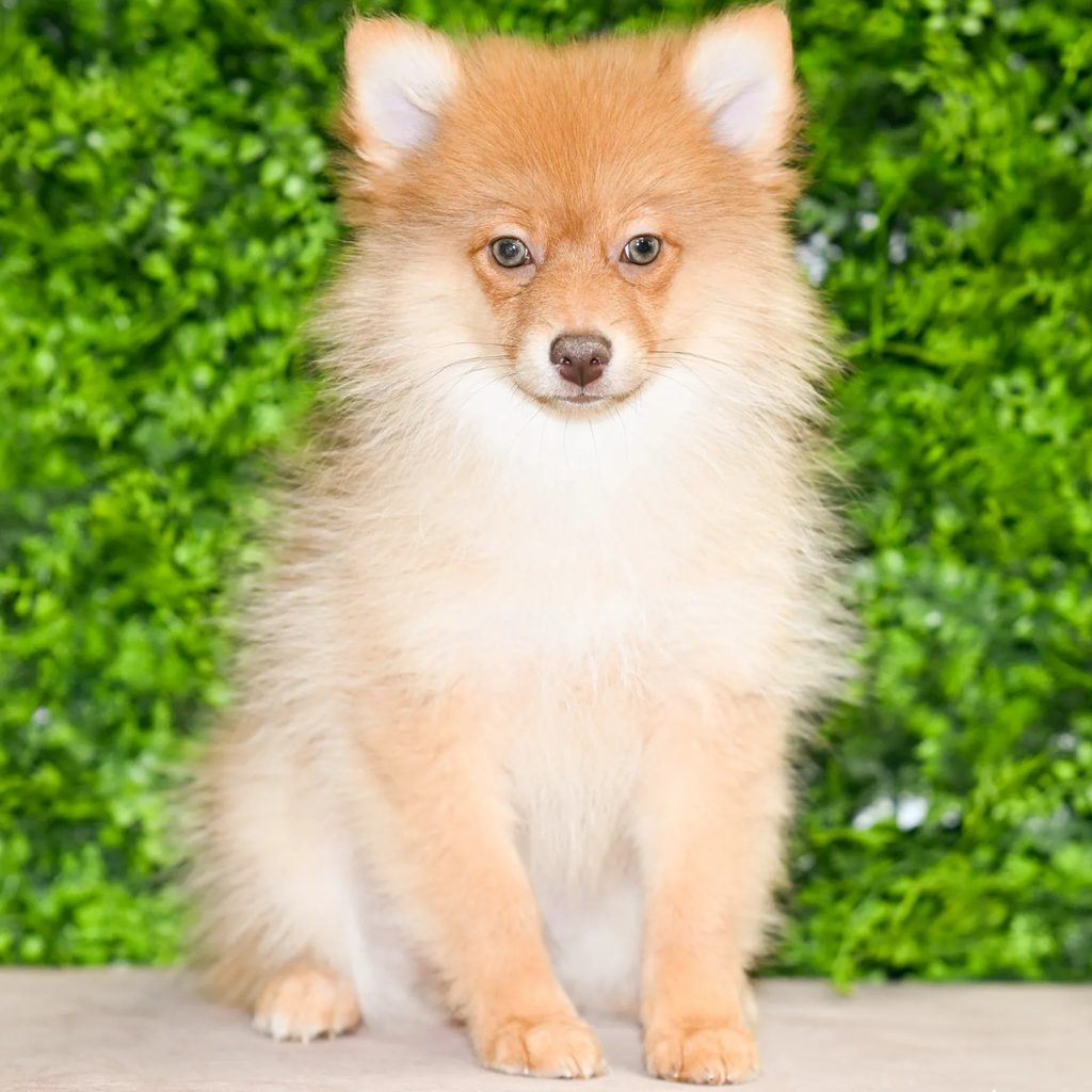 Alden puppy images