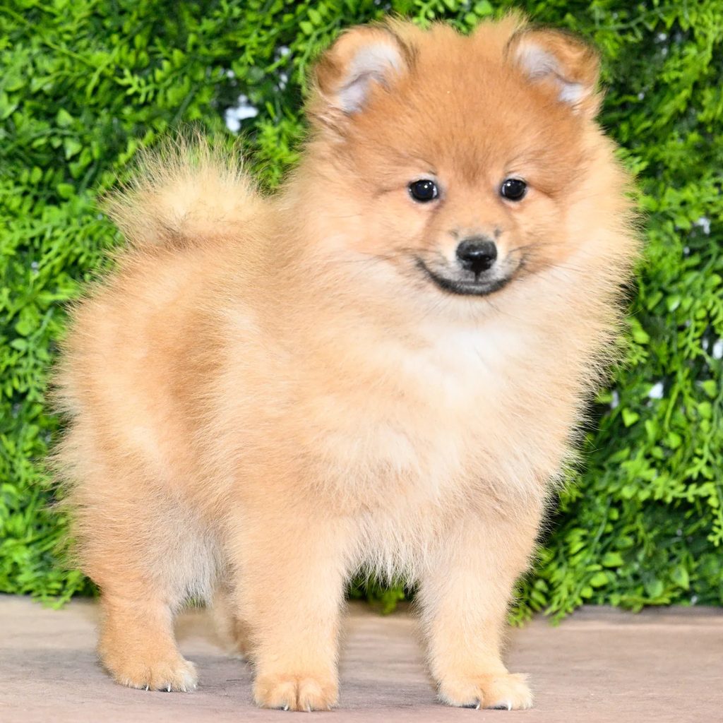 Dane puppy images