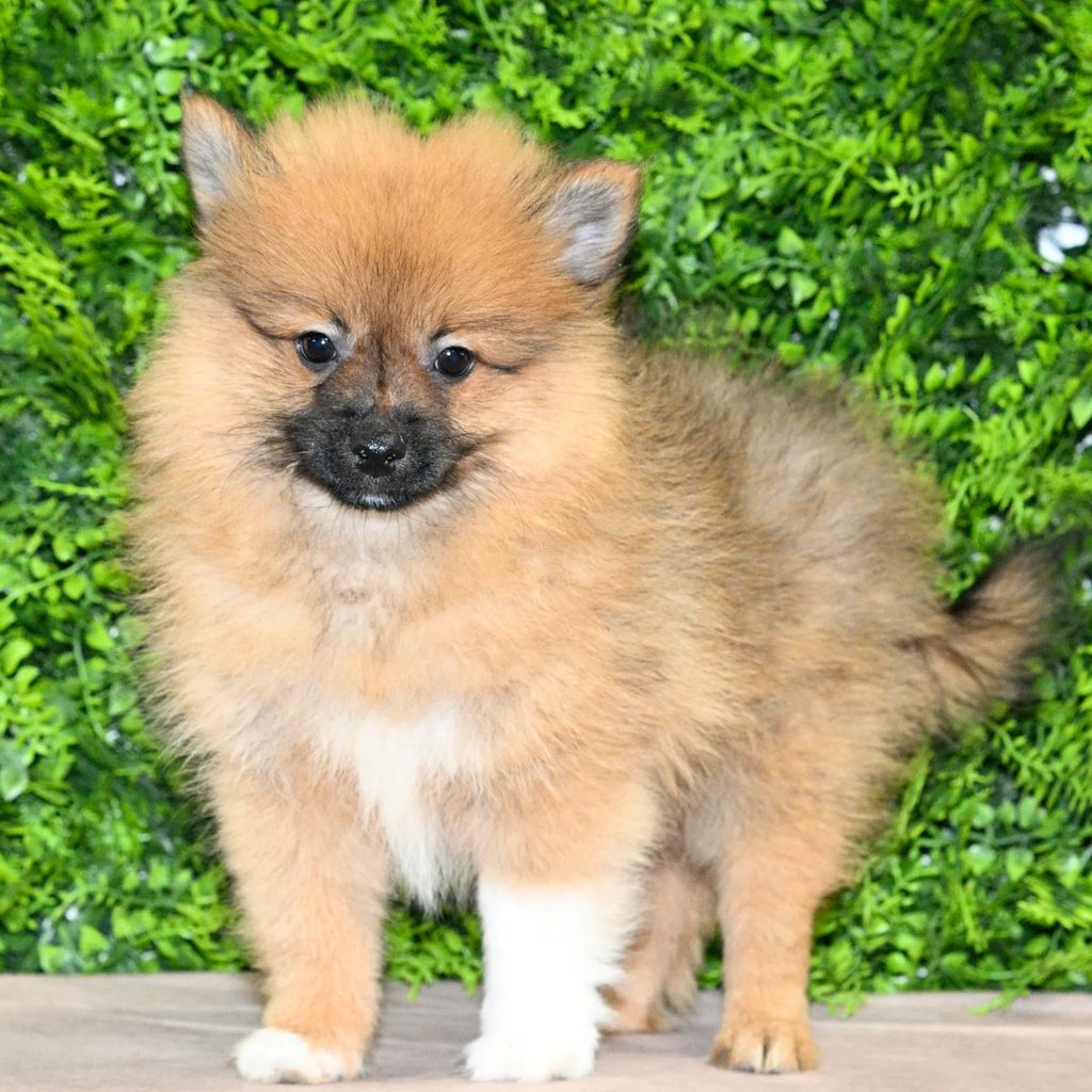 Barton puppy images