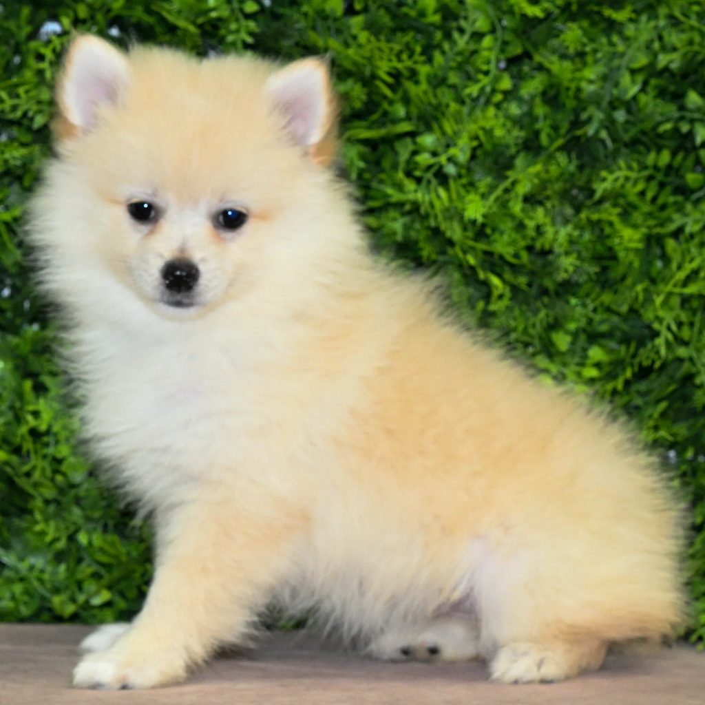 Freya puppy images