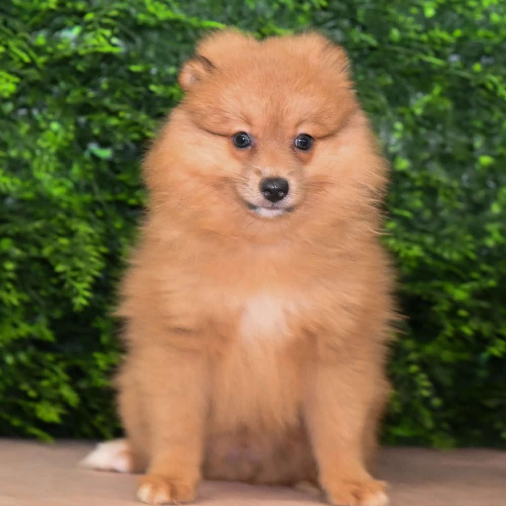 Taylor puppy images