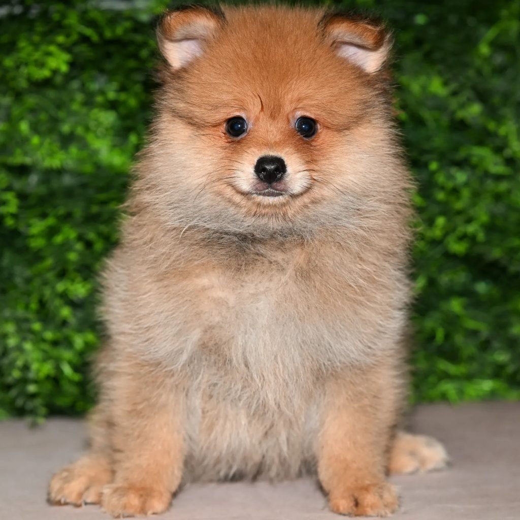 Norris puppy images