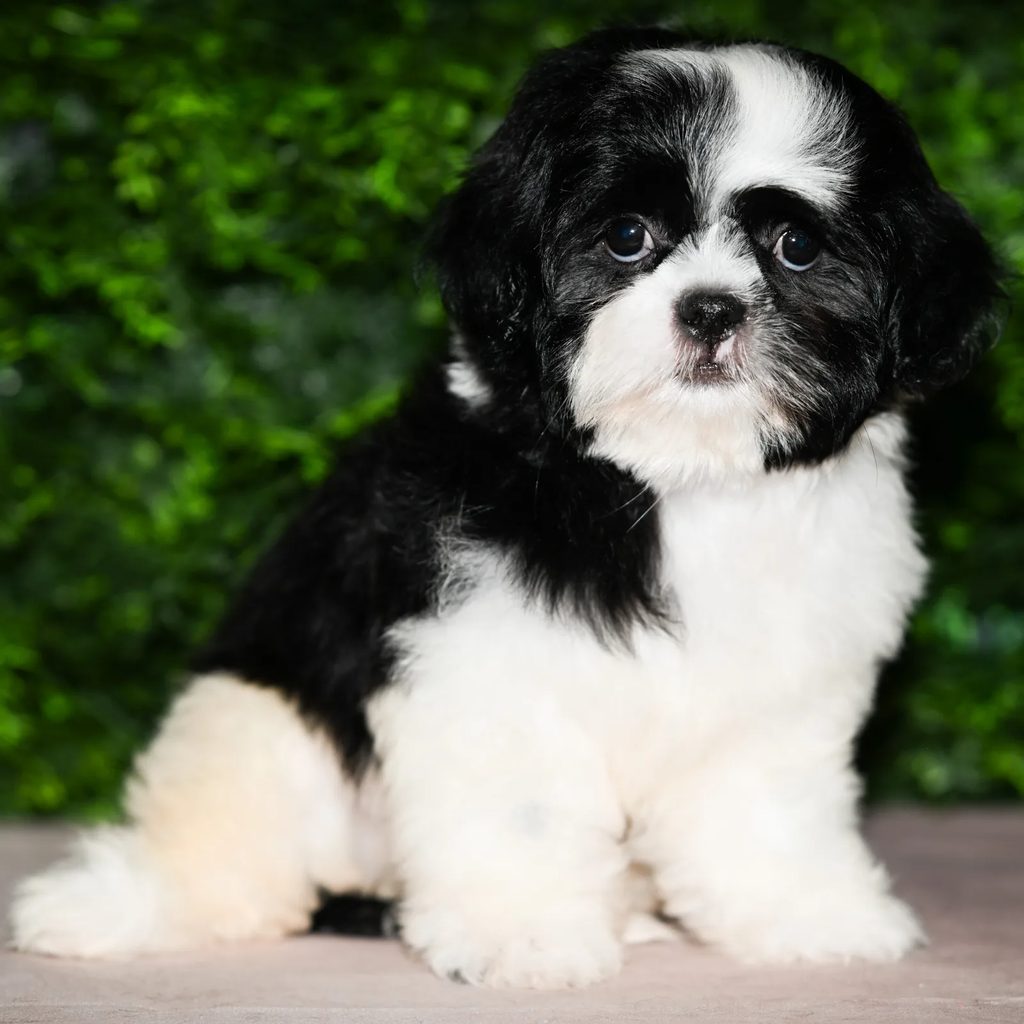 Tristan puppy images