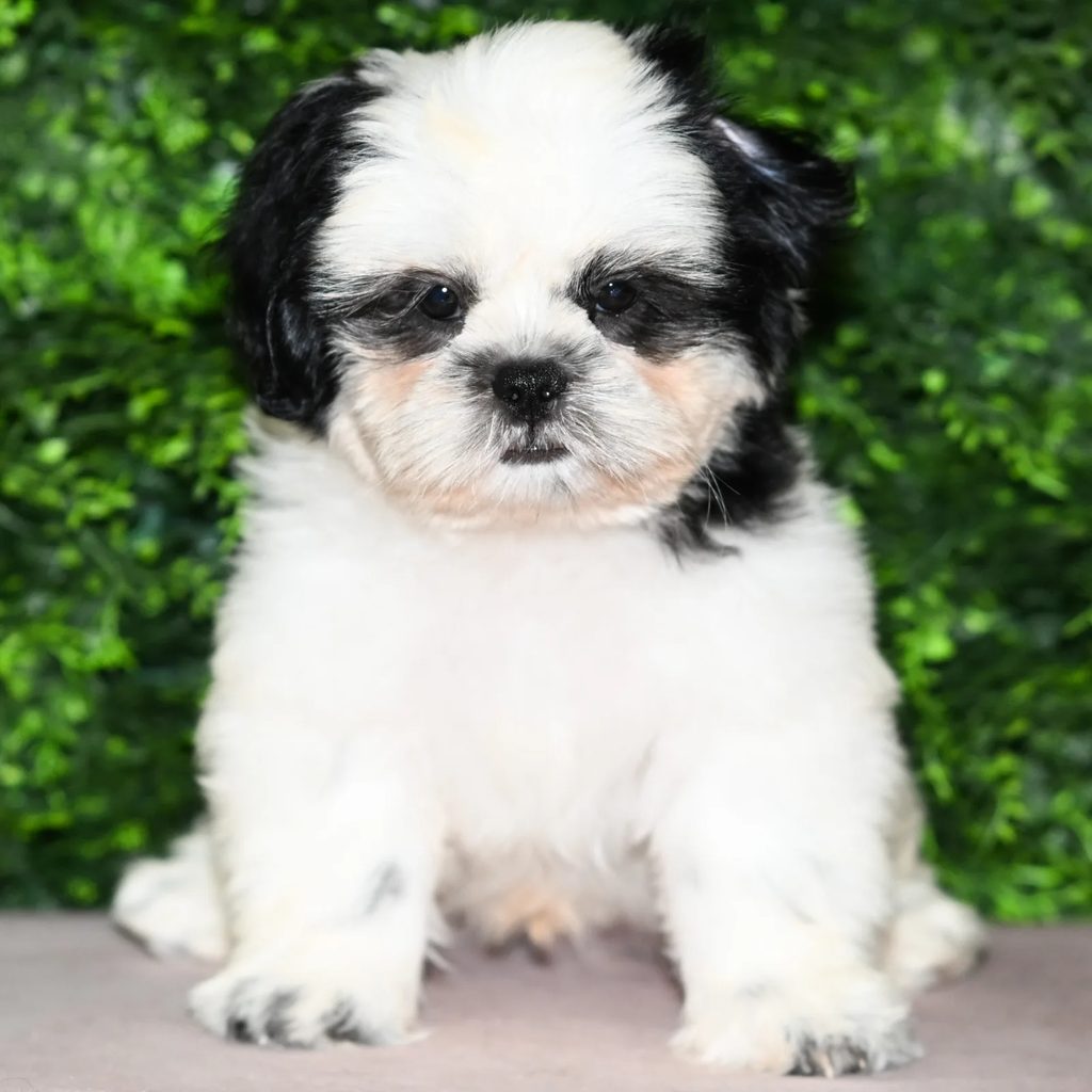 Roy puppy images